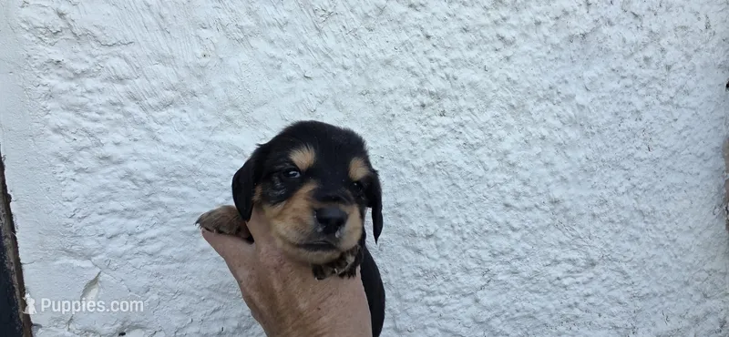 Boy 1 – Miniature Dachshund puppy for sale in Centerville, IA