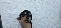Boy  long hair, a male Miniature Dachshund for sale in Centerville, IA – 2 of 10