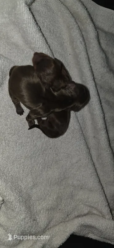Girl – Miniature Dachshund puppy for sale in Centerville, IA