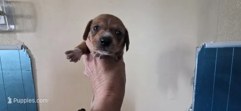Girl 1 brindle white – Miniature Dachshund puppy for sale in Centerville, IA