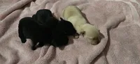 Cocker x f blonde, a female Schipperke and English Cocker Spaniel for sale in Centerville, IA – 2 of 3