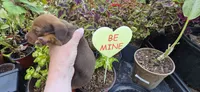 Boy 3, a male Miniature Dachshund for sale in Centerville, IA – 5 of 9