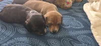 Girl  dark brindle white long hair, a female Miniature Dachshund for sale in Centerville, IA – 10 of 10