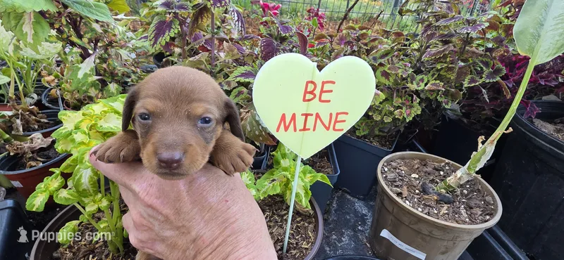 Boy 3 – Miniature Dachshund puppy for sale in Centerville, IA