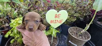 Boy 3, a male Miniature Dachshund for sale in Centerville, IA – 2 of 9