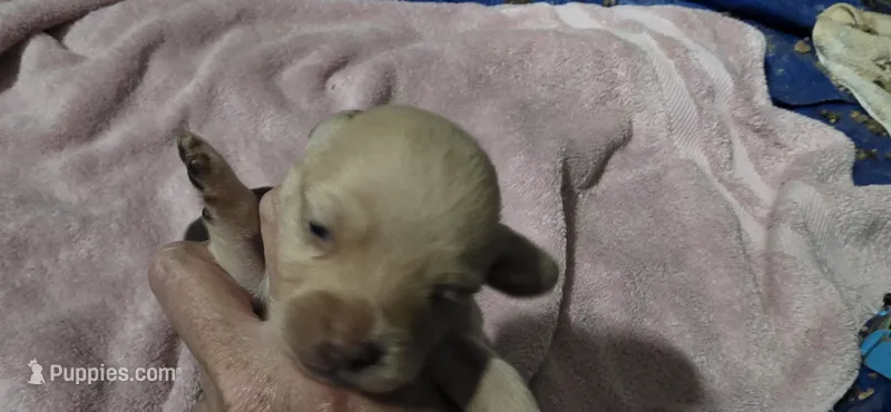 Cocker x m blonde – English Cocker Spaniel puppy for sale in Centerville, IA