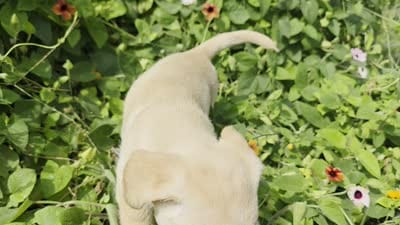 Boy 2, a male Scottish Terrier for sale in Centerville, IA – 10 of 10