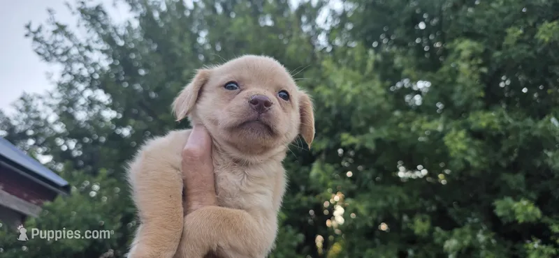 Cocker x m blonde – English Cocker Spaniel puppy for sale in Centerville, IA