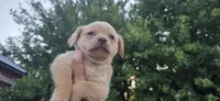 Mini Cocker x m blonde, a male English Cocker Spaniel for sale in Centerville, IA – 1 of 8