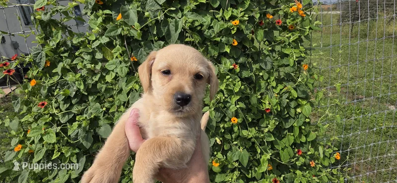 Runt girl – English Cocker Spaniel puppy for sale in Centerville, IA