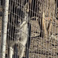 FREE GIRL, a female Siberian Husky for sale in Centerville, IA – Photo 3 of 3