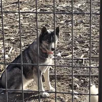 FREE GIRL, a female Siberian Husky for sale in Centerville, IA – Photo 1 of 3