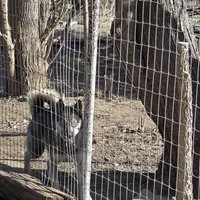 FREE GIRL, a female Siberian Husky for sale in Centerville, IA – Photo 2 of 3