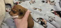 Girl 1 , a female Miniature Dachshund for sale in Centerville, IA – 5 of 10