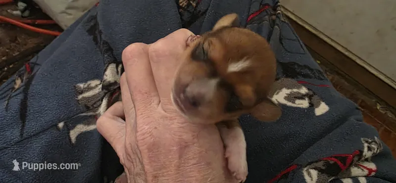 Girl 1 brindle white – Miniature Dachshund puppy for sale in Centerville, IA