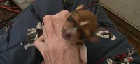 Girl 1 , a female Miniature Dachshund for sale in Centerville, IA – 3 of 10
