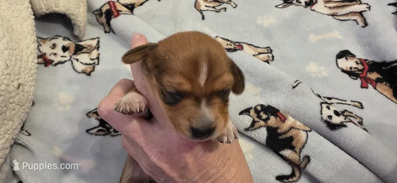 Girl 1 brindle white – Miniature Dachshund puppy for sale in Centerville, IA