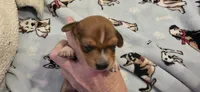 Girl 1 , a female Miniature Dachshund for sale in Centerville, IA – 2 of 10