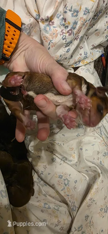 Girl 1 brindle white – Miniature Dachshund puppy for sale in Centerville, IA