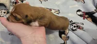 Girl 1 , a female Miniature Dachshund for sale in Centerville, IA – 4 of 10