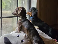 Girl 1 , a female Miniature Dachshund for sale in Centerville, IA – 6 of 10