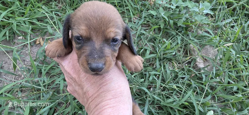 Boy 4 – Miniature Dachshund puppy for sale in Centerville, IA