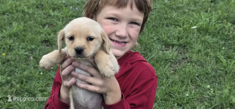 Mini lab x f blonde – Schipperke, Labrador Retriever puppy for sale in Centerville, IA