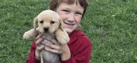 Mini lab x f blonde ready now , a female Schipperke and Labrador Retriever for sale in Centerville, IA – 1 of 10