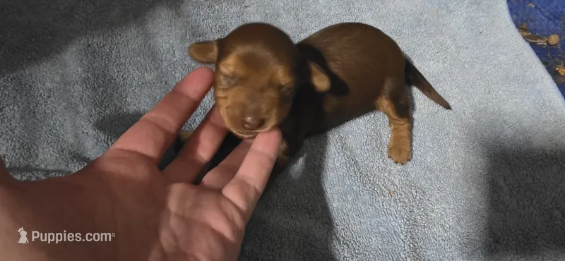 Girl – Miniature Dachshund puppy for sale in Centerville, IA