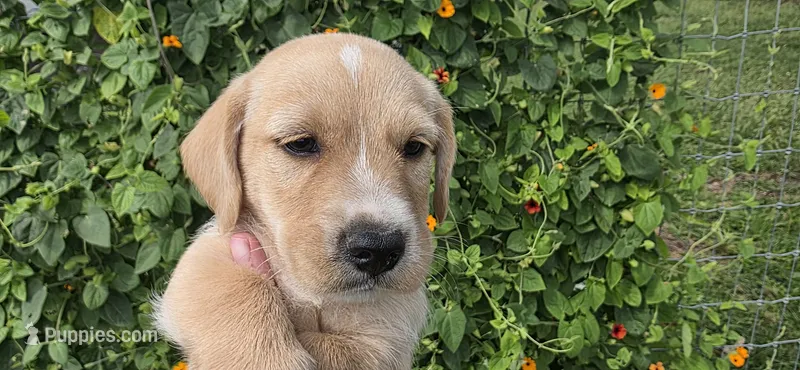 Boy 3 has white on head – English Cocker Spaniel puppy for sale in Centerville, IA