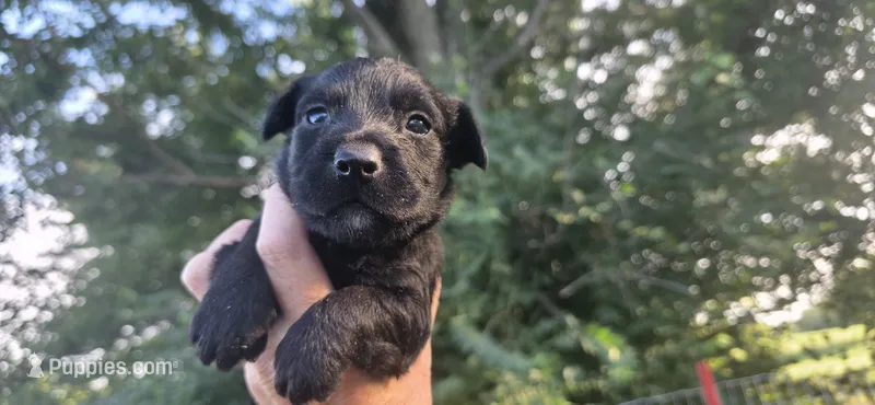 Runt boy 1 – Scottish Terrier, English Cocker Spaniel puppy for sale in Centerville, IA