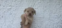 Mini Cocker x m blonde, a male English Cocker Spaniel for sale in Centerville, IA – 4 of 8