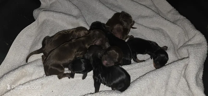 Boy – Miniature Dachshund puppy for sale in Centerville, IA