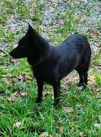 Mini lab x f black runt ready now, a female Labrador Retriever for sale in Centerville, IA – 6 of 8