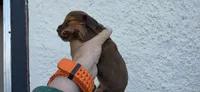 Girl, a female Miniature Dachshund for sale in Centerville, IA – 5 of 10