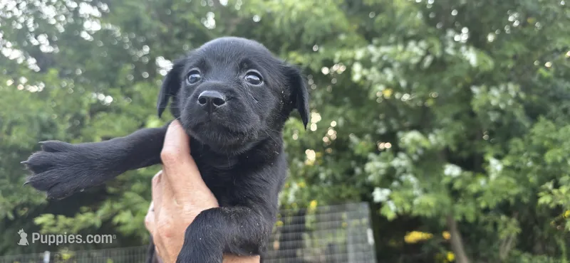 Cocker x f black 1 – English Cocker Spaniel puppy for sale in Centerville, IA