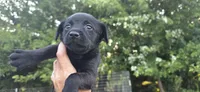 Mini Cocker x f black 1, a female English Cocker Spaniel for sale in Centerville, IA – 1 of 7