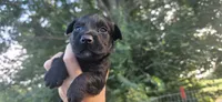 Runt boy 1, a male Scottish Terrier and English Cocker Spaniel for sale in Centerville, IA – 3 of 4