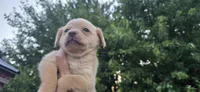 Mini Cocker x m blonde, a male English Cocker Spaniel for sale in Centerville, IA – 2 of 8