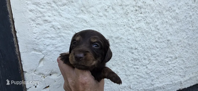 Boy 5 – Miniature Dachshund puppy for sale in Centerville, IA