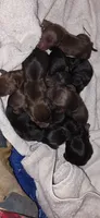 Boy, a male Miniature Dachshund for sale in Centerville, IA – 2 of 4