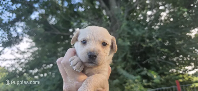 Runt girl – Scottish Terrier, English Cocker Spaniel puppy for sale in Centerville, IA