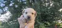 Runt girl, a female Scottish Terrier and English Cocker Spaniel for sale in Centerville, IA – 1 of 5
