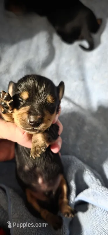 Boy 2 – Miniature Dachshund puppy for sale in Centerville, IA