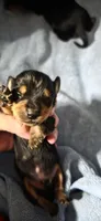 Boy 2, a male Miniature Dachshund for sale in Centerville, IA – 1 of 3