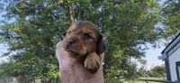 Girl, a female Miniature Dachshund for sale in Centerville, IA – 7 of 10