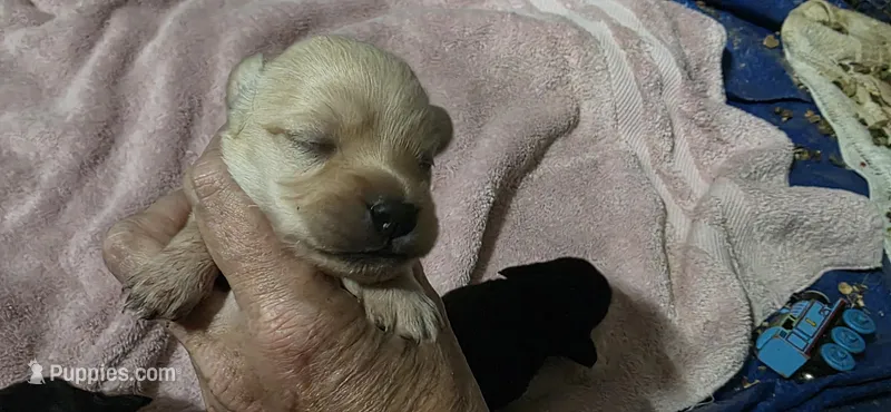 Cocker x f blonde – Schipperke, English Cocker Spaniel puppy for sale in Centerville, IA