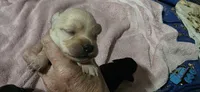 Cocker x f blonde, a female Schipperke and English Cocker Spaniel for sale in Centerville, IA – 1 of 3
