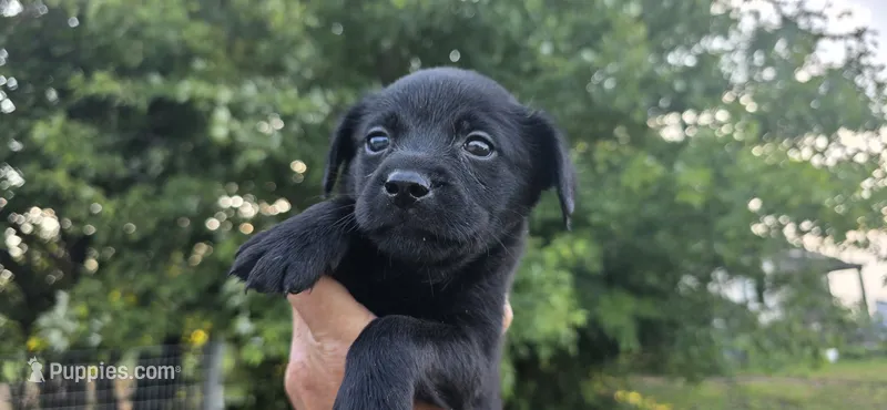 Cocker x f black runt – English Cocker Spaniel puppy for sale in Centerville, IA
