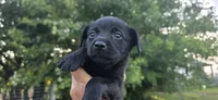 Mini Cocker x f black runt, a female English Cocker Spaniel for sale in Centerville, IA – 1 of 5